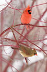 Cardinal Blank Journal: Stan Tekiela
